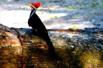 Pileated Woodpecker
